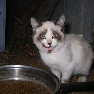 Kitty 002.jpg