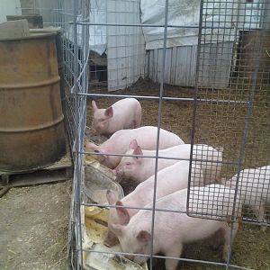 2nd breakfast 004.jpg