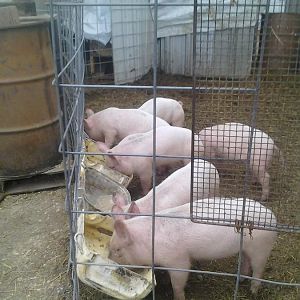 2nd breakfast 001.jpg