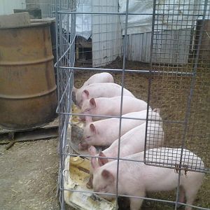 2nd breakfast 002.jpg