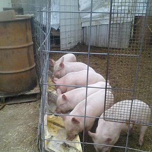 2nd breakfast 003.jpg