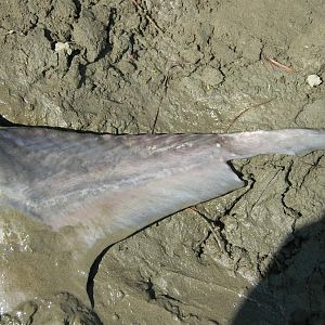 2009 yard work 058.jpg