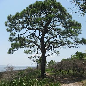 dade county pine.jpg