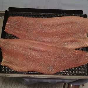 Steelhead Fillets.jpg