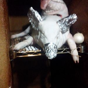 IMG-20170323-WA0027.jpeg