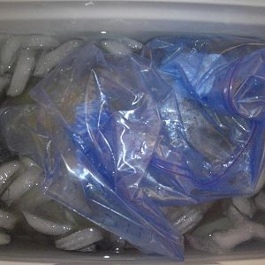 03-After 24 hours.JPG