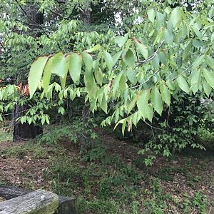 IMG_0175.JPG