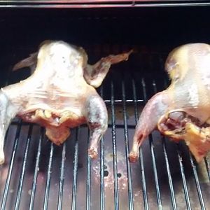 Pheasant 5.jpg