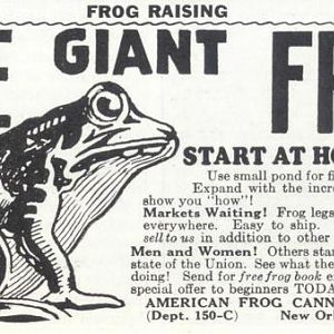 giant_frogs.JPG