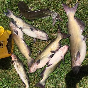 catfish.jpg
