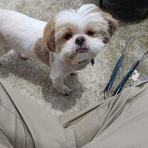 dog 2.jpg