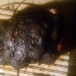 IMG_20170721_231108154.jpg