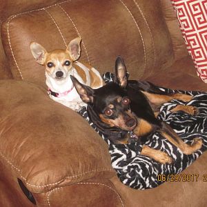 Mini and LuLu 002.JPG