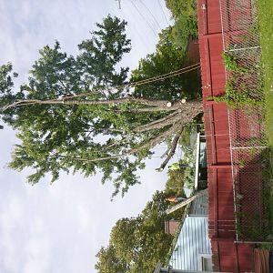 mapletree3.jpg