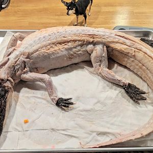Out of the Brine