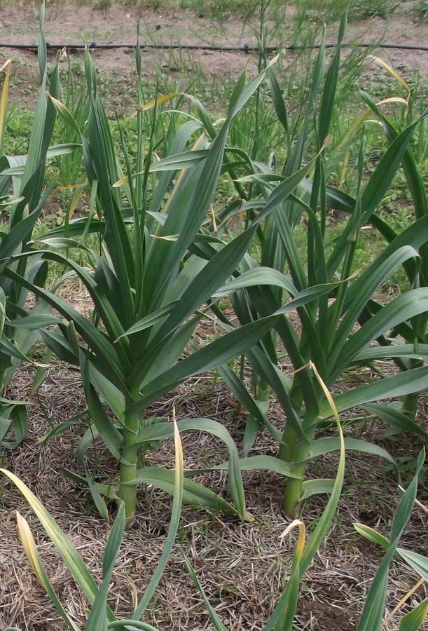 1.1 Garlic.jpg
