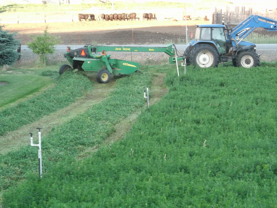 1 Alfalfa 2013.jpg