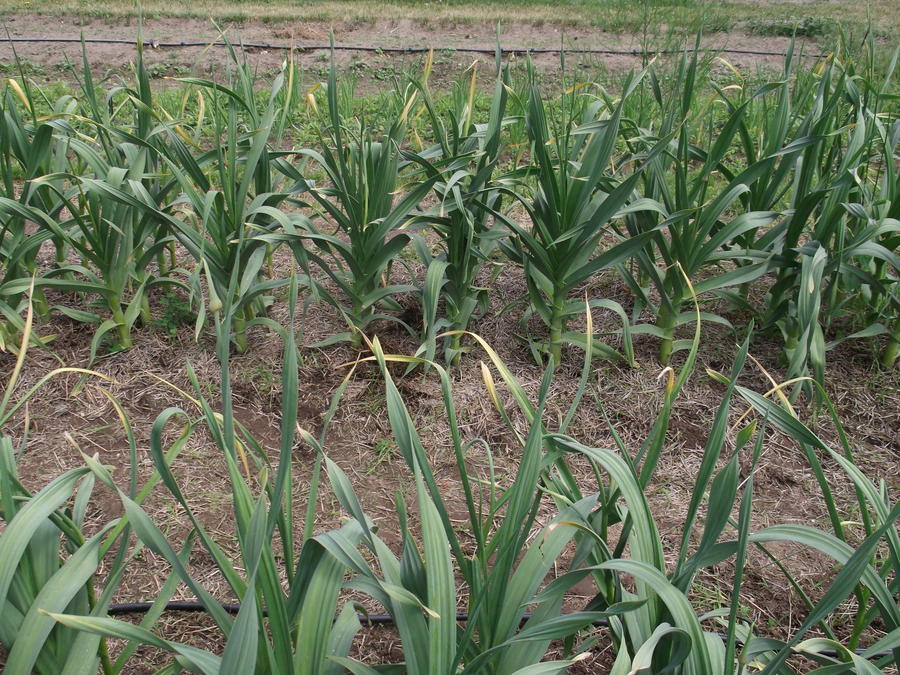 1 Garlic.jpg