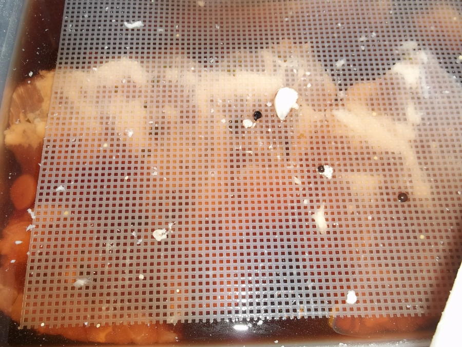 1 in the cure brine.jpg