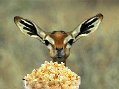 122596042jpg.gif