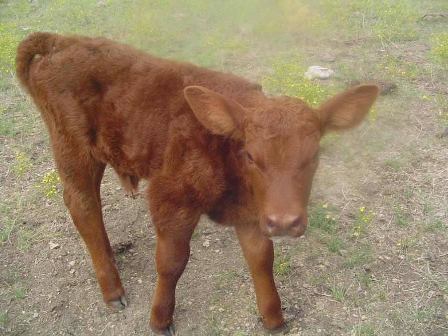 1CheyMacsBullCalf-Born10-20-2012.jpg