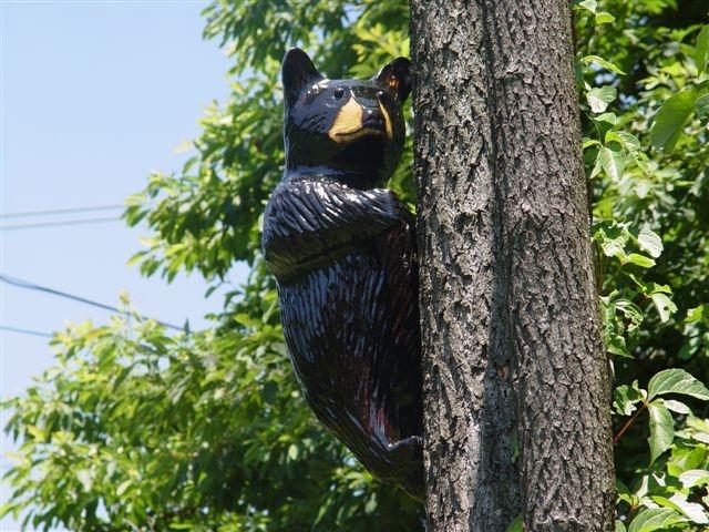 1Tree Climber One.JPG