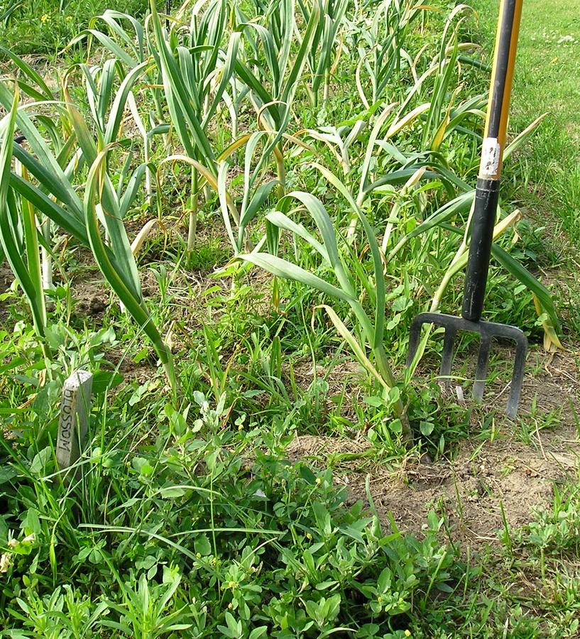 2 garlic dig.jpg