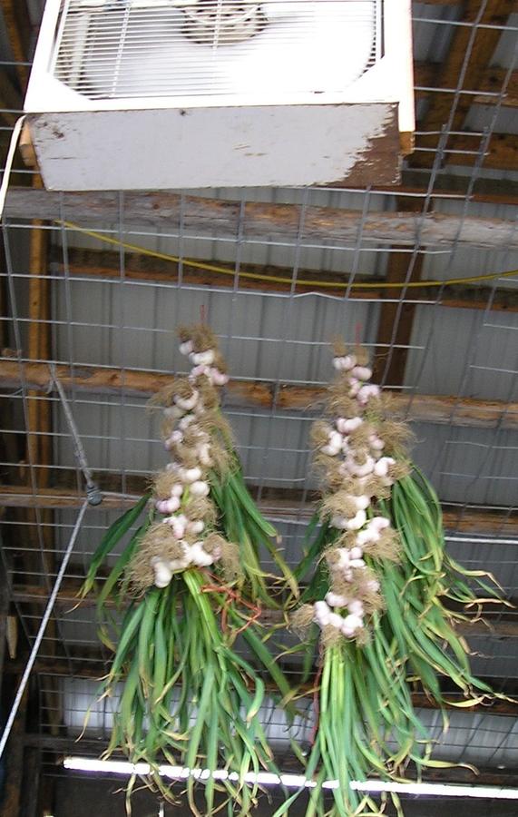 2 garlic hanging to dry.jpg