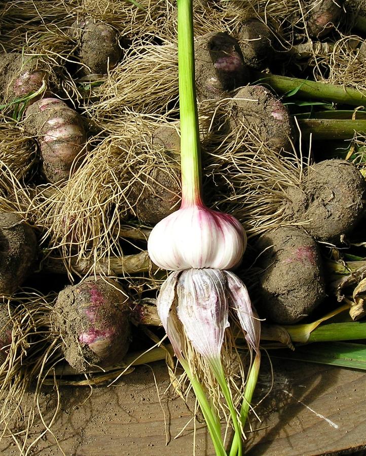 2 garlic peeled.jpg