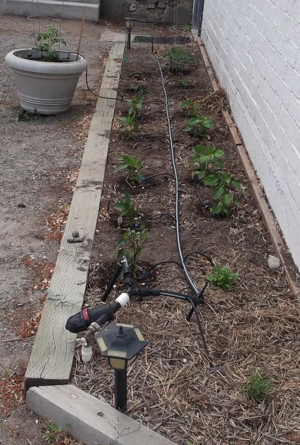 2 toms peppers cil rose.jpg