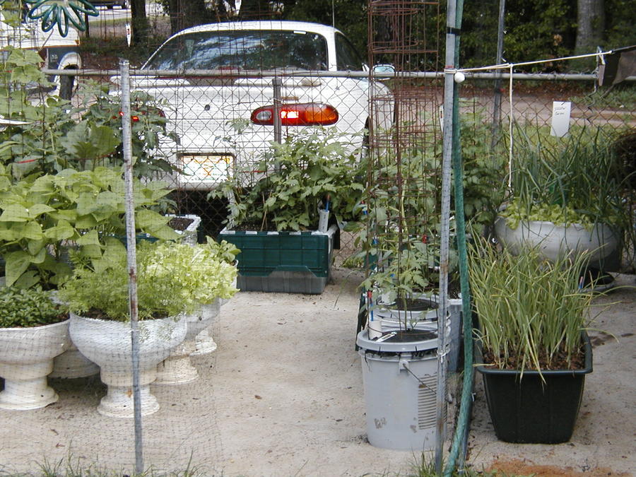2004 garden.JPG