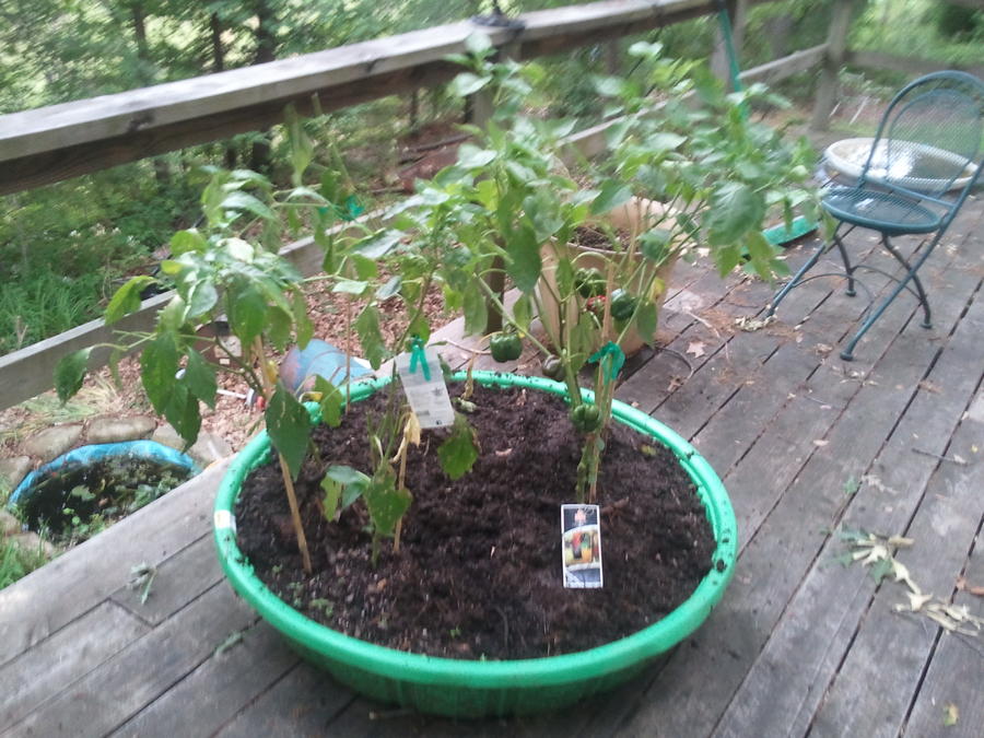 2011-05-13 13.36.11.jpg