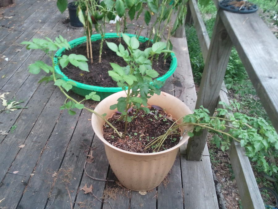 2011-05-13 13.36.35.jpg