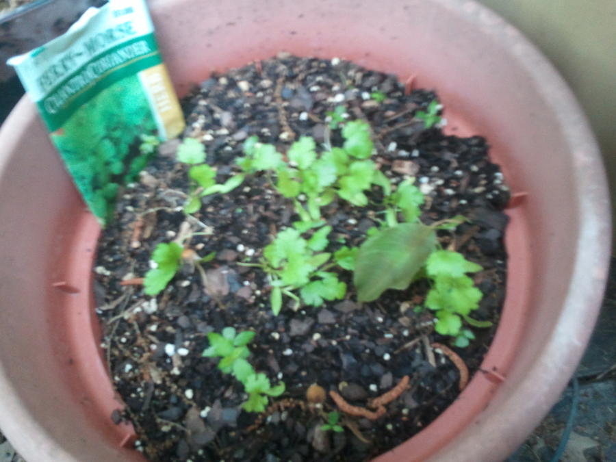 2011-05-13 13.37.52.jpg