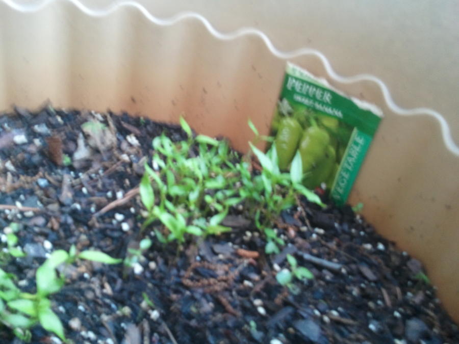 2011-05-13 13.38.36.jpg