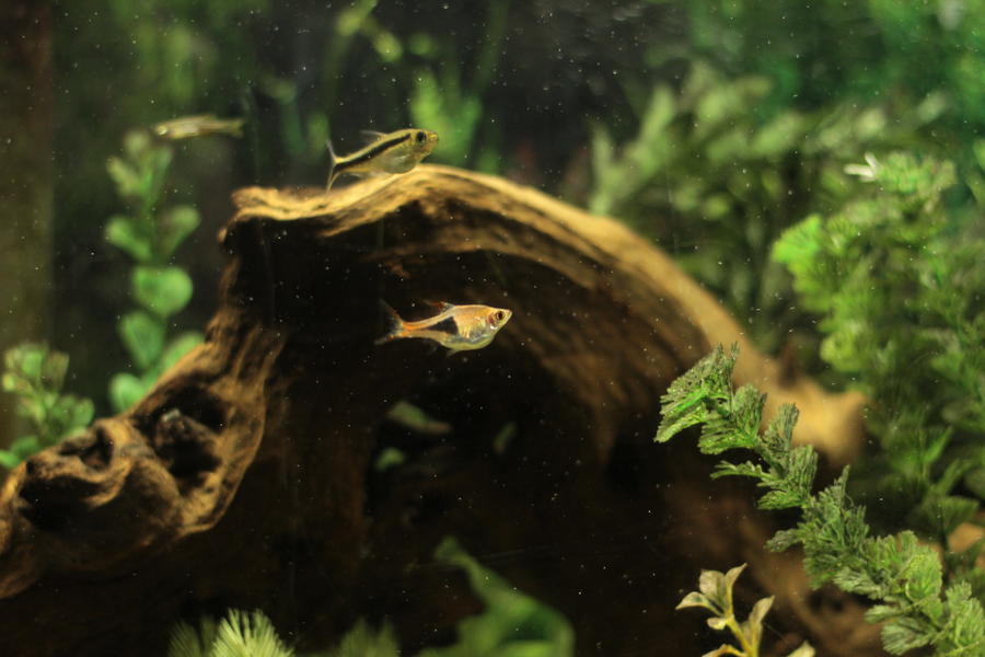 20110114029AQUARIUM.jpg