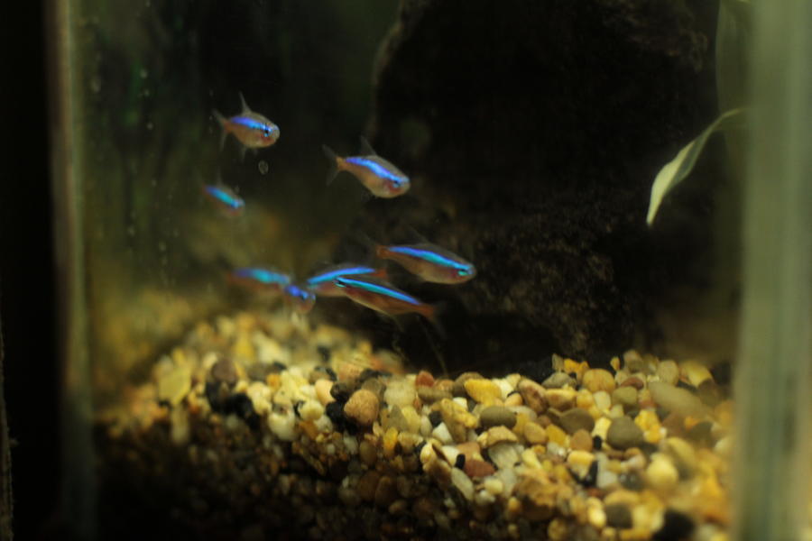 20110126042AQUARIUM.jpg