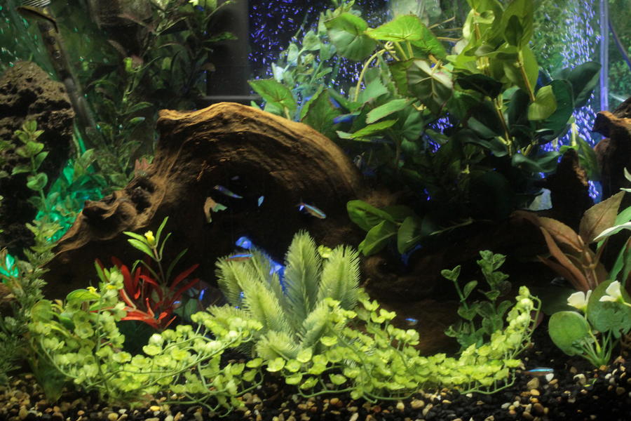 20110126173AQUARIUM.jpg