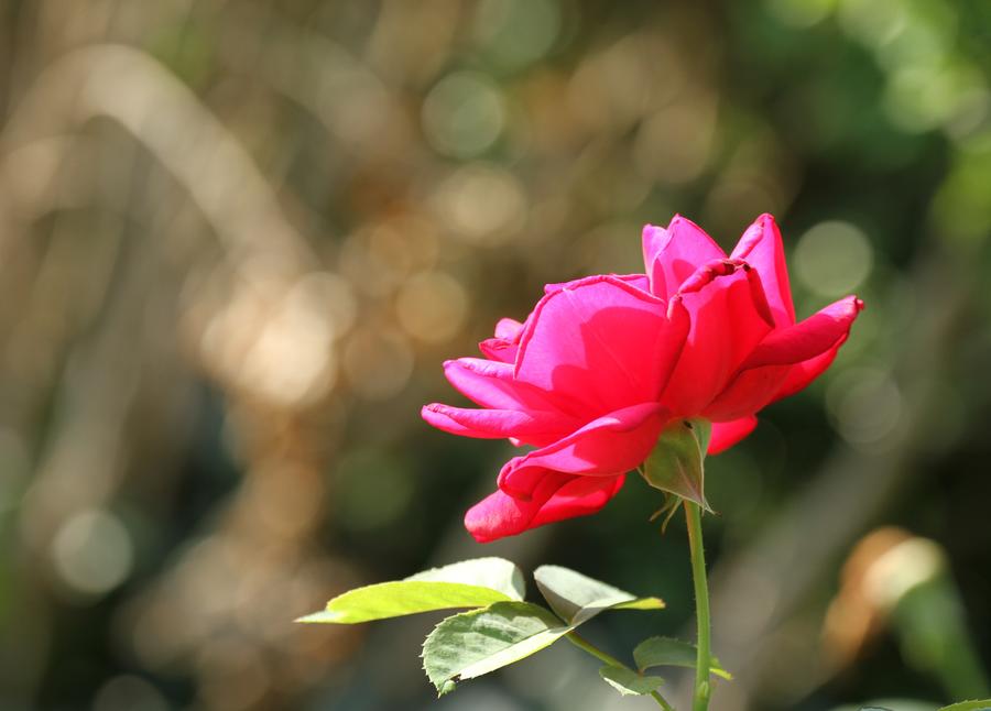 20110713039 crop 2.jpg