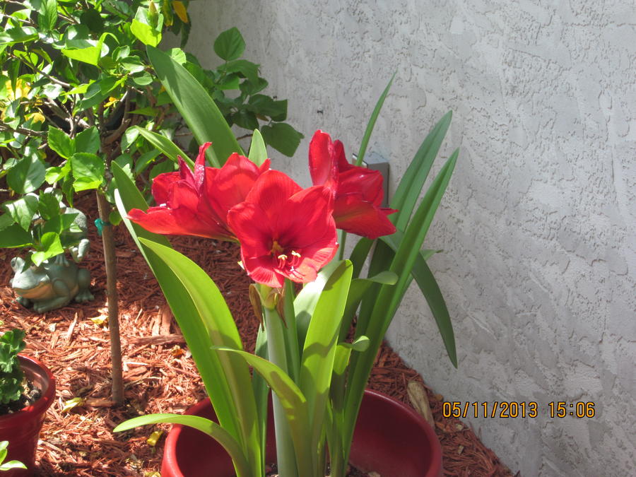 2013 Flower Gardens 004.JPG