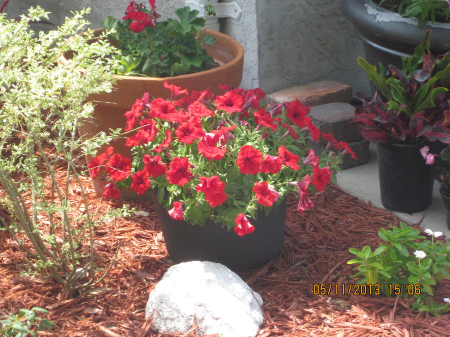 2013 Flower Gardens 006.JPG