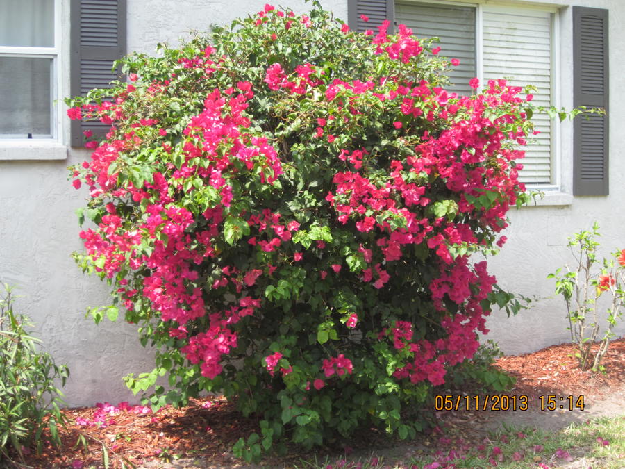 2013 Flower Gardens 015.JPG