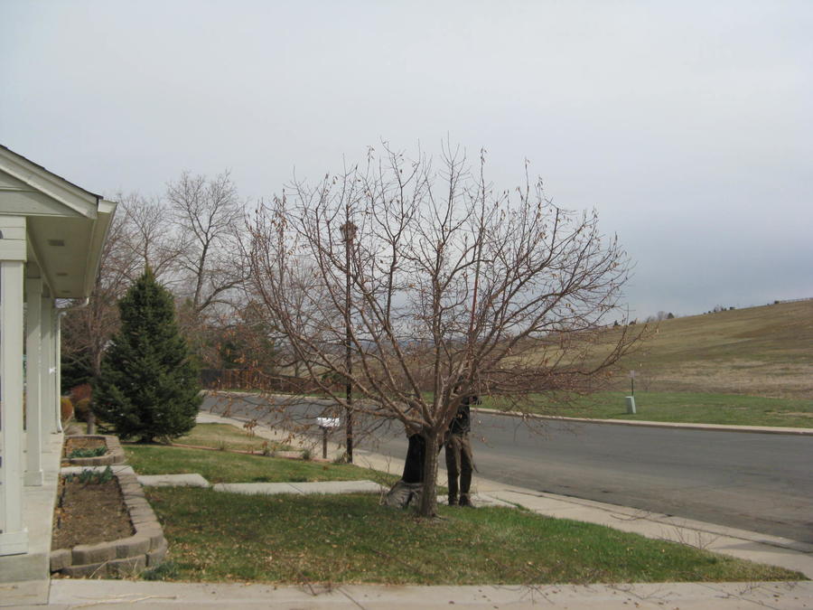 20150318 779 Glasgow Trim Crabapple IMG_3826.JPG