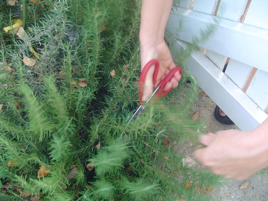 23 Fresh Rosemary.JPG