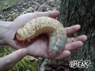 29nov21-big-ass-maggot.jpg
