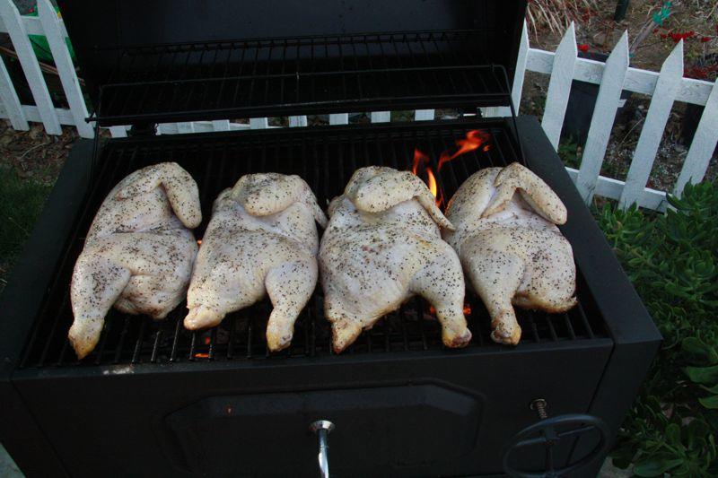 2_chickens_01.jpg