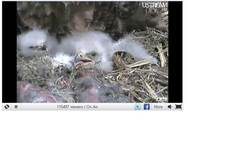 2eaglets.jpg