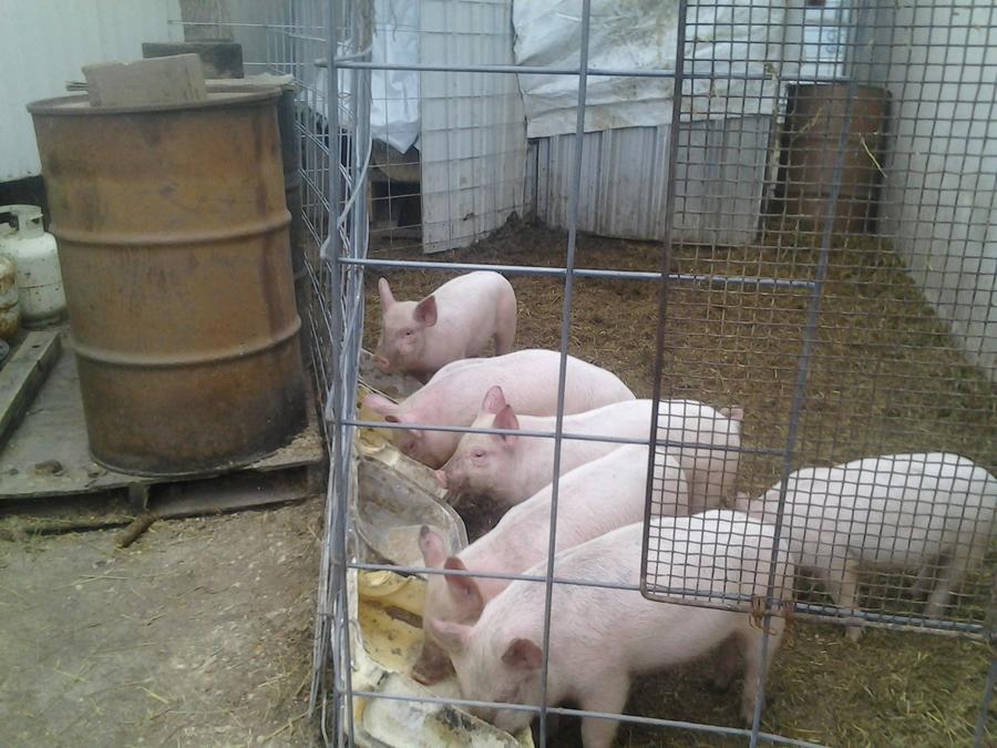 2nd breakfast 004.jpg