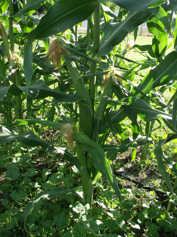 3 corn.jpg