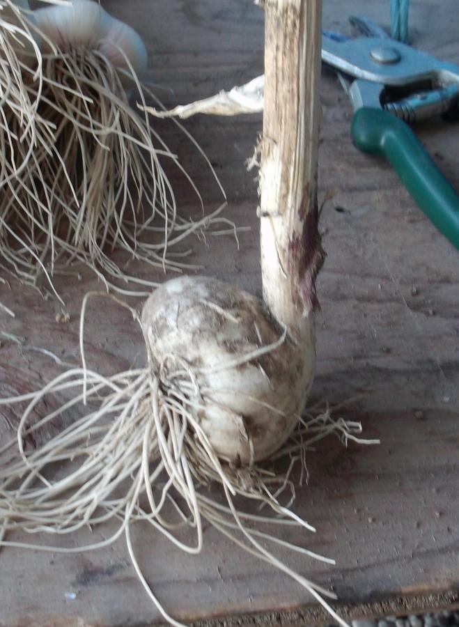 4 garlic not planted with root end down.jpg